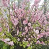 Prunus triloba (Mandorlo da fiore) 2L Anteprima dell’immagine prodotto 8