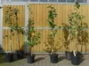 Hauszwetsche Pflaume Pflaumen Pflaumenbaum kleinbleibend Produktbild-Vorschau 2