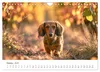 Zauberhafte Dackel (Wandkalender 2027 DIN A4 quer), Produktbild-Vorschau 5