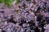 Sedum telephium, Fetthenne, ca. 9x9 cm Topf, sukkulent Produktbild-Vorschau 9
