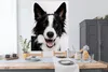 MuchoWow® Poster Fröhlicher Border Collie 120x160 cm - Produktbild-Vorschau 4