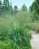 Molinia arundinacea 'Transparent', Moorgras, ca. 11x11 cm Produktbild-Vorschau 2