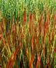 Imperata cylindrica 'Red Baron', Japanisches Blutgras, ca. Produktbild-Vorschau 10