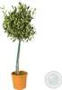 Bloomique - 2er-Set - Olea Europaea - Olivenbaum auf Stamm Produktbild-Vorschau 5