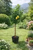Citrus limon Verna 120–140 cm – citroník pravý – Náhled obrázku produktu 2