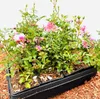 Bodendeckerrose The Fairy C 15- 20 Produktbild-Vorschau 1