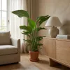 Strelitzia Nicolai, Paradiesvogelblume, 70-80 cm, Topf 17 Produktbild-Vorschau 4