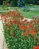 Lychnis chalcedonica, Burning Love, jasnoczerwona, doniczka Podgląd zdjęcia produktu 10