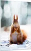 Bilder auf glas - Einteilig - Eichhörnchen Winter Schnee Produktbild-Vorschau 1