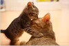 MuchoWow® Poster Katze - Kätzchen - Schwarz 90x60 cm - Produktbild-Vorschau 1