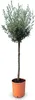 Sunny Tree - Hochstämmiger Olivenbaum 160 Zentimeter hoch - Produktbild-Vorschau 1