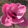 Magnolie ´WATERMELON®´ 40-50 cm, Cont. 3 l Produktbild-Vorschau 3