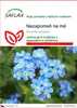 SAFLAX - Nezapomeň na mě - Myosotis sylvatica - 150 Semena Náhled obrázku produktu 1