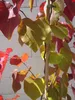 Cercis canadensis Eternal Flame - Kanadischer Judasbaum - Produktbild-Vorschau 5