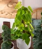 Dehner Baumfreund, Philodendron scandens, an Kratistestab Produktbild-Vorschau 3