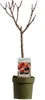 Pfirsichbaum 100-125cm Prunus persica Zwergpfirsich Produktbild-Vorschau 2