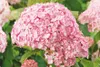 Ballhortensie 'CANDYBELLE BUBBLEGUM' 30-40 cm, Cont. 2,5 l Produktbild-Vorschau 4