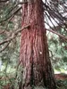 50 ks semien sekvojovca obrovského – Sequoiadendron Náhľad obrázku produktu 2