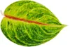 Aglaonema Iguana Red - Kolorowa nic kolby - Niezwykle Podgląd zdjęcia produktu 2