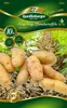Pflanzkartoffel Asparges (10 Stück) (gelb, festkochend, Produktbild-Vorschau 5
