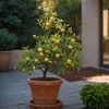 Mélange d'arbres fruitiers - Set de 4 - Hauteur 25-40cm - Voir les images du produit 5