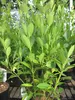 Euonymus japonicus Green Millennium ® - Japanischer Produktbild-Vorschau 2