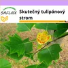SAFLAX - Skutečný tulipánový strom - Liriodendron Náhled obrázku produktu 11