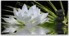 Glasbilder 120x60 Wandbild Druck auf Glas Blume Steine Produktbild-Vorschau 1