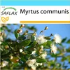 SAFLAX Darčeková sada - Pravá myrta / nevesta myrta - Náhľad obrázku produktu 10