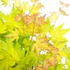 A close-up view of Japanese maple leaves with varying shades of green, yellow, orange, and red. Podgląd zdjęcia produktu