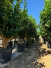 A row of potted citrus trees in a nursery or garden center. Produktbild-Vorschau