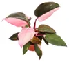 Philodendron Pink Princess - pink-schwarzer Baumfreund - Produktbild-Vorschau 2