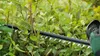 Bosch UniversalHedgeCut 50 - Tagliasiepi - a batteria 2,5 Anteprima dell’immagine prodotto 3