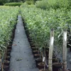 Rubinola (S) roter süßsäuerlicher Apfel Buschbaum 110-140 Produktbild-Vorschau 4