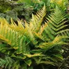 Dryopteris erythrosora, Herbstfarn, bronzefarben, ca. 9x9 Produktbild-Vorschau 7