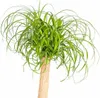 Beaucarnea Recurvata (sloní chvost) Ø24cm, výška 80 - Náhľad obrázku produktu 4
