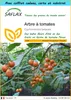 SAFLAX Ensemble-cadeau - Arbre à tomates - 50 graines - Voir les images du produit 1