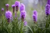 Liatris spicata 'Kobold', Prachtscharte, violett, ca. 9x9 Produktbild-Vorschau 4