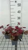 6 x Heuchera hybr. 'Georgia Peach' - Fialový zvonček - Náhľad obrázku produktu 2