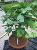 Ginkgo biloba - Fächerblattbaum - 30-40cm Produktbild-Vorschau 3