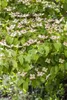 Cornus kousa, Japanischer Blumen-Hartriegel, 100–125 cm Produktbild-Vorschau 9