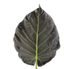 Alocasia ‘Regal Shields’ - Elefantenohr - Zimmerpflanze - Produktbild-Vorschau 3