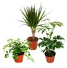 Zimmerpflanzen Set mit 3 Pflanzen - Typ 2 - 9cm Produktbild-Vorschau 1