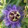 Bloomique - 2er-Set - Passiflora Purple Haze - Produktbild-Vorschau 1