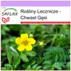 SAFLAX - Chwast Gęsi - 20 Nasiona - Potentilla anserina Podgląd zdjęcia produktu 9