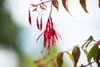 Fuchsia magellanica 'Riccartonii', winterhart, rot-violett, Podgląd zdjęcia produktu 6