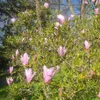 Magnolia George Henry Kern 2L Podgląd zdjęcia produktu 11