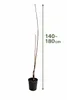 Aprikosenbaum ‘Bulida’ 100–140 cm – winterharte Marille, Produktbild-Vorschau 5