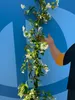 Sunny Tree - Toskánský jasmín - Popínavá rostlina - 6 ks - Náhled obrázku produktu 5