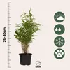 A potted bamboo plant with a ruler and icons indicating care instructions. Podgląd zdjęcia produktu
